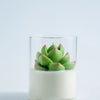 Succulent Soy Candle | Soy Blend