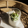 Succulent Soy Candle | Soy Blend