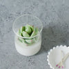 Succulent Soy Candle | Soy Blend