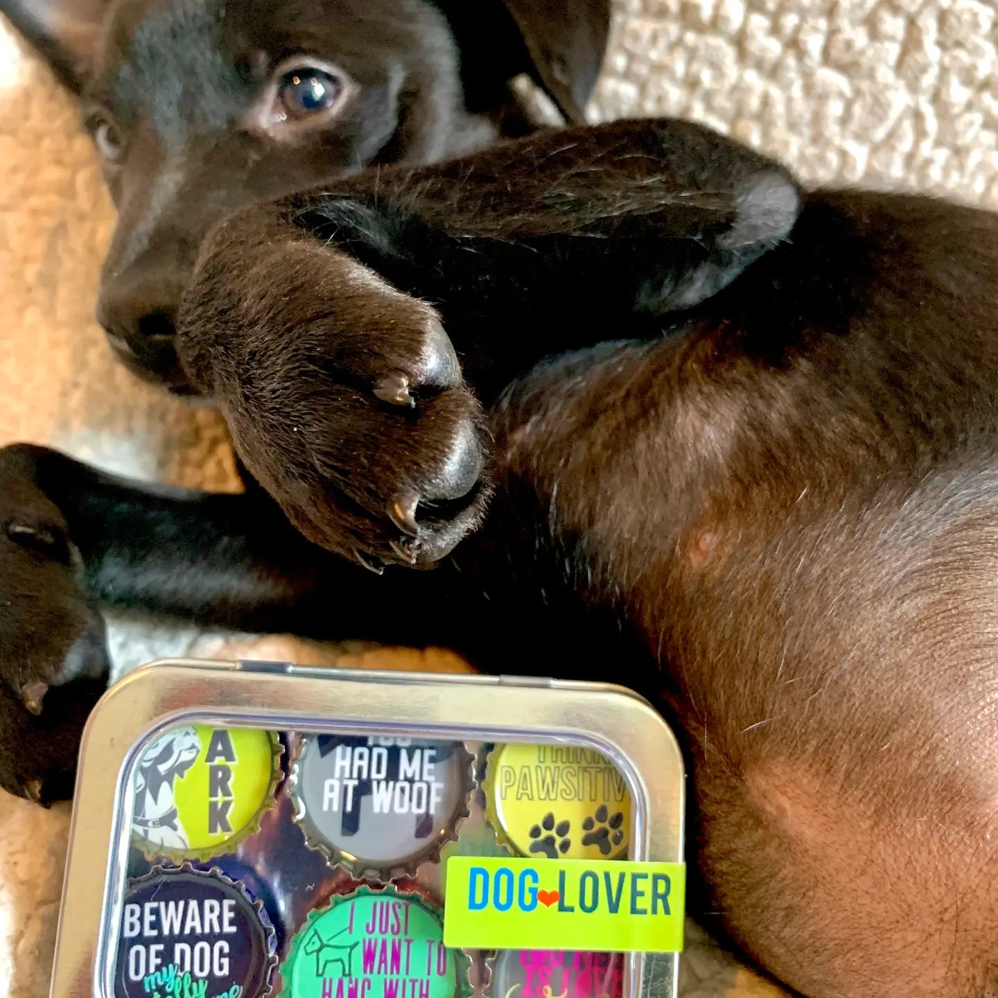 Dog Lover Magnets - Fun, Handmade & Eco - Friendly - Blush & Cactus