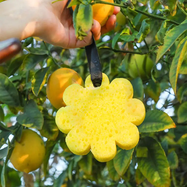 Spongellé Papaya Yuzu Wild Flower